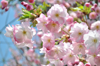 Картинка цветы сакура вишня весна цветение розовый