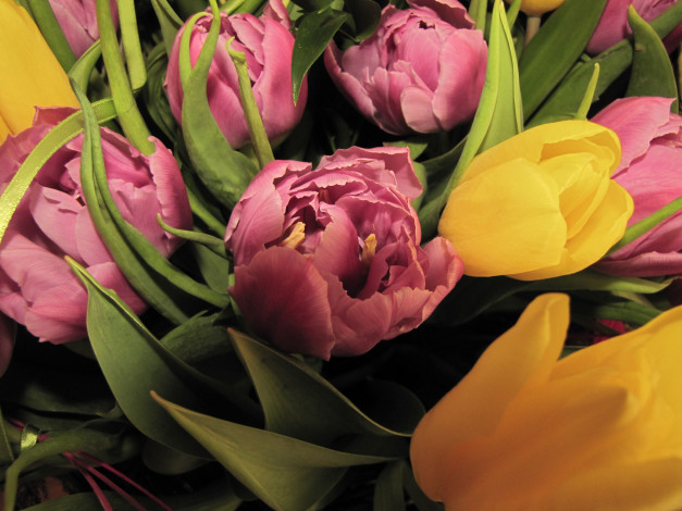 Обои картинки фото цветы, тюльпаны, кремовый, сиреневый
