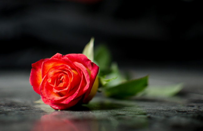 Обои картинки фото цветы, розы, красный, одиночество