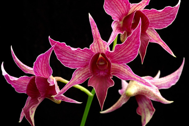 Обои картинки фото цветы, орхидеи, экзотика, розовый, ветка