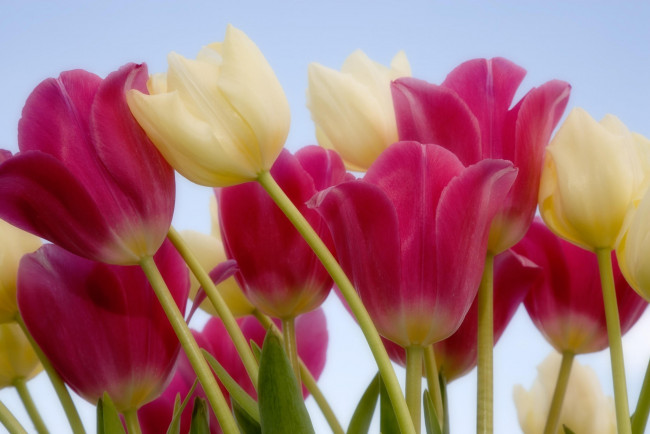 Обои картинки фото цветы, тюльпаны, розовый, белый