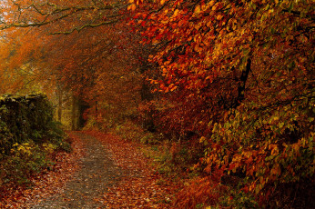 Картинка природа дороги тропинка деревья парк листья осень