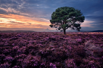 Картинка природа восходы закаты дерево вереск закат шотландия сидлос scotland sidlaw hills сосна