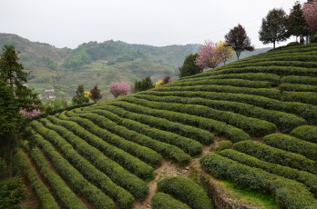 Картинка природа поля холм плантация чай тибет