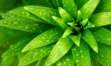 Картинка природа макро капли зелень лист