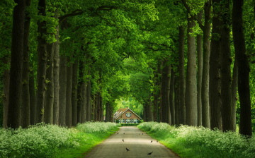Картинка природа дороги деревья аллея домик стволы дорога птицы