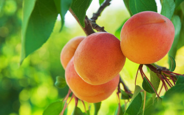 Картинка природа плоды apricot фрукты абрикосы
