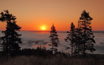 Картинка природа восходы закаты sunne sweden швеция рассвет восход утро туман деревья