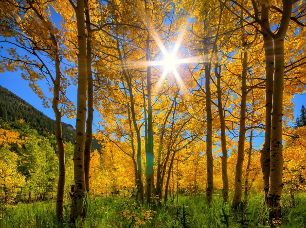 Обои картинки фото природа, деревья, горы, трава, осень, лучи, солнце, березы