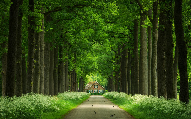 Обои картинки фото природа, дороги, деревья, аллея, домик, стволы, дорога, птицы