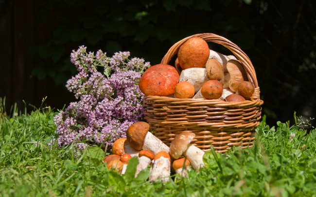 Обои картинки фото еда, грибы,  грибные блюда, трава, цветы, корзина