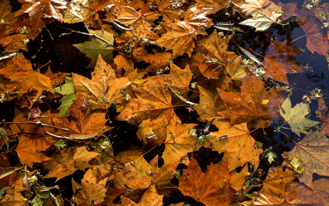 Обои картинки фото природа, листья, осень, лужа