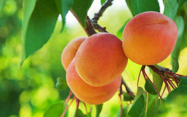 Обои картинки фото природа, плоды, apricot, фрукты, абрикосы
