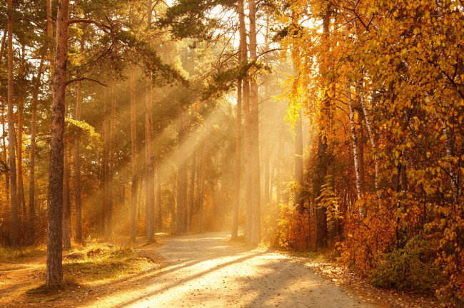Обои картинки фото природа, дороги, деревья, солнце, лучи, осень