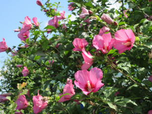 Картинка цветы гибискусы куст небо розовые