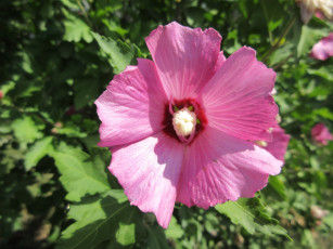 Картинка цветы гибискусы лепестки розовый