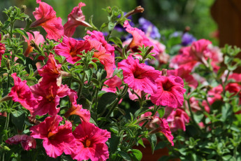Картинка цветы петунии +калибрахоа красота цветение природа дача петуния лето