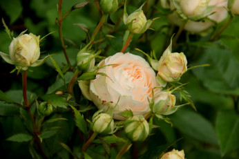 Картинка цветы розы leaves роза petals bud rose цветение blossoms листья лепестки бутон