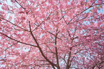 обоя цветы, сакура,  вишня, весна, розовый, дерево