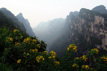 Картинка природа горы вершины цветы туман