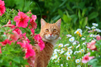 Картинка животные коты лето степан стёпка рыжий кот дача природа кошки
