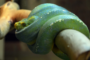 Картинка животные змеи +питоны +кобры змея террариум экзотика пресмыкающиеся фауна питон