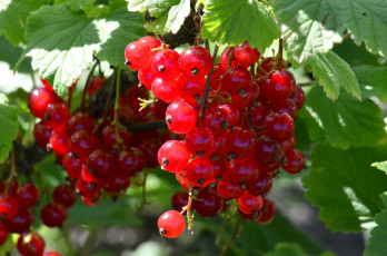 Картинка природа Ягоды урожай лето красная смородина июнь ягоды