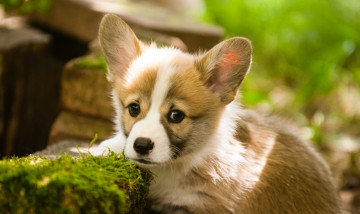 Картинка животные собаки пемброк вельш-корги щенок