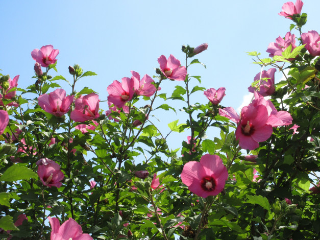Обои картинки фото цветы, гибискусы, куст, небо, розовые