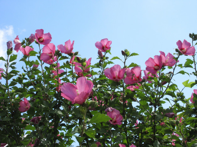 Обои картинки фото цветы, гибискусы, розовые, небо, куст
