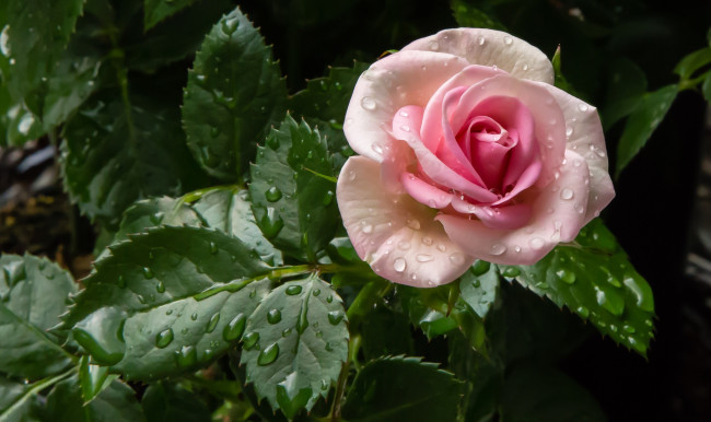 Обои картинки фото цветы, розы, роза, розовый, листья