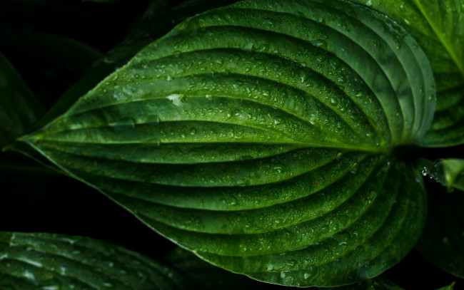 Обои картинки фото природа, листья, капли, макро, зеленый, лист