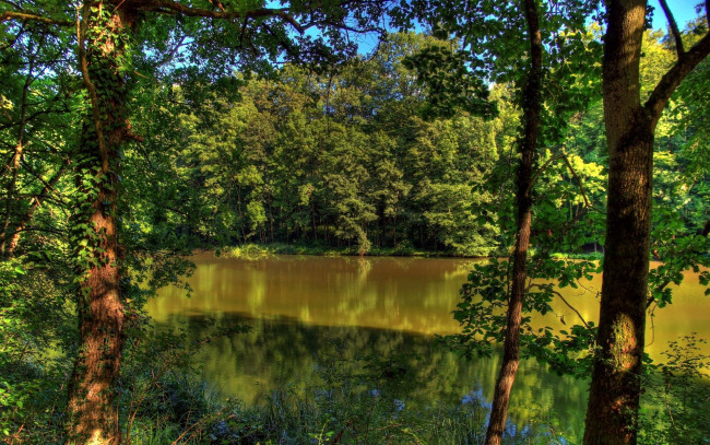 Обои картинки фото природа, реки, озера, лето, деревья, озеро
