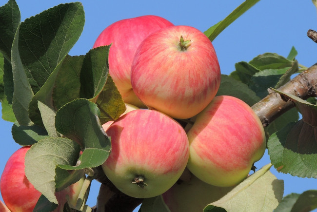 Обои картинки фото природа, плоды, яблоня, август, яблоки