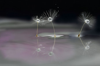 Картинка макро природа одуванчик семя капли боке вода