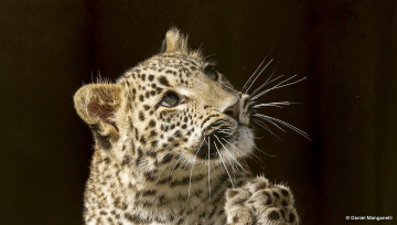 Картинка животные леопарды леопард котенок