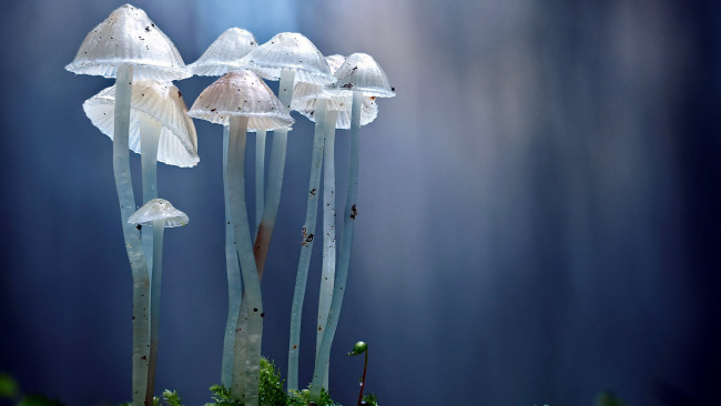 Обои картинки фото природа, грибы, грибная, семейка
