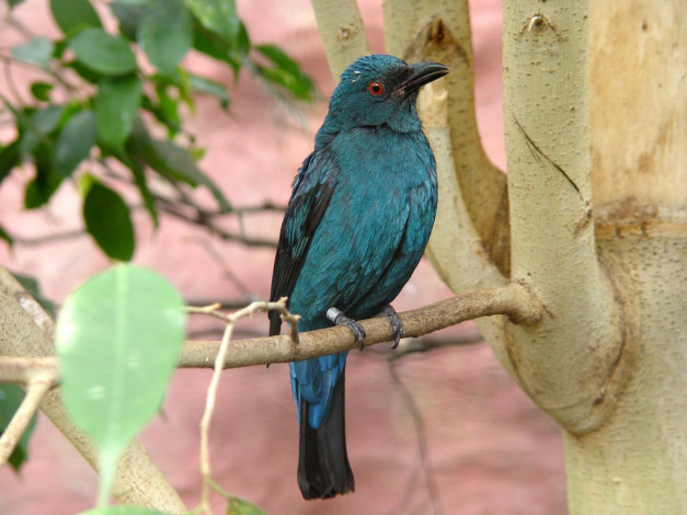 Обои картинки фото blue, backed, fairy, bluebird, female, животные, птицы
