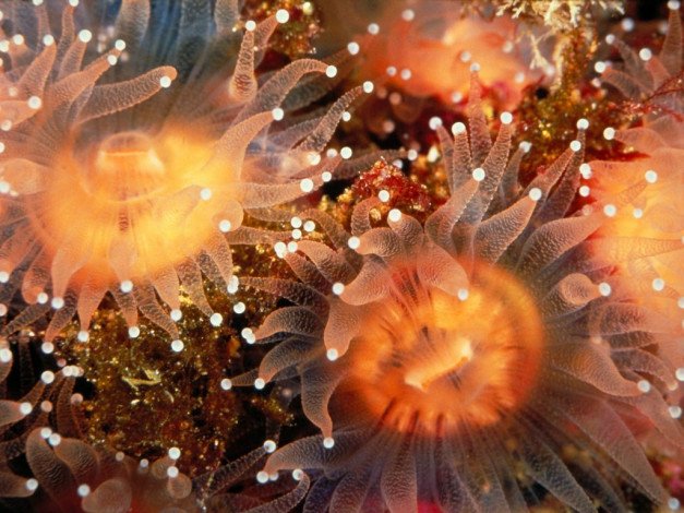 Обои картинки фото golden, cup, coralls, anacapa, island, california, животные, морская, фауна