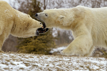 Картинка животные медведи драка белый