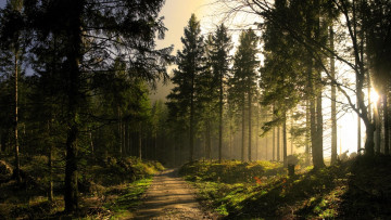 Картинка природа дороги лес свет