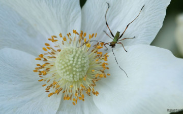 Картинка цветы ветреницы печёночницы лепестки насекомое