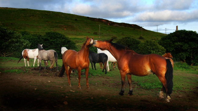 Обои картинки фото животные, лошади, тёмный, лето