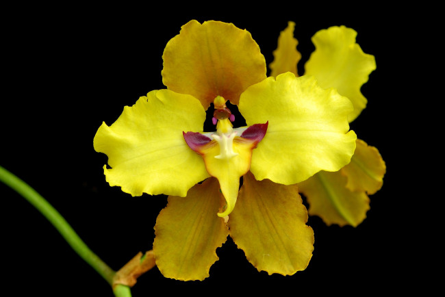 Обои картинки фото цветы, орхидеи, желтый, яркий