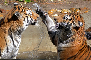 Картинка two tigers животные тигры вода