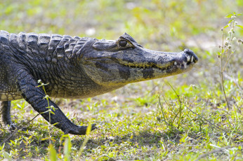 Картинка животные крокодилы кайман прогулка
