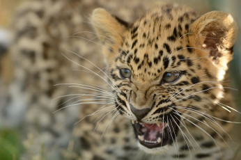 Картинка животные леопарды дальневосточный леопард амурский детёныш котёнок