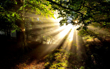 Картинка природа восходы закаты свет листва деревья лес