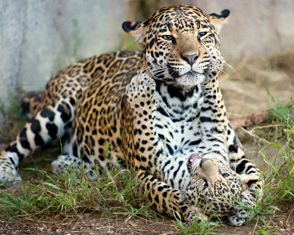Обои картинки фото животные, Ягуары, котёнок, детёныш, ягуара, материнство, кошки, хищники