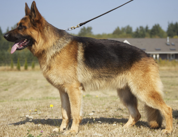 Обои картинки фото german, shepherd, животные, собаки, немецкая, овчарка